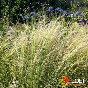 Stipa tenuissima 'Ponytails' P9 - afbeelding 1