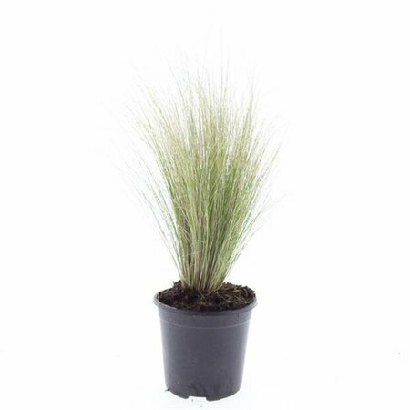 Stipa tenuissima 'Ponytails' P9 - afbeelding 12