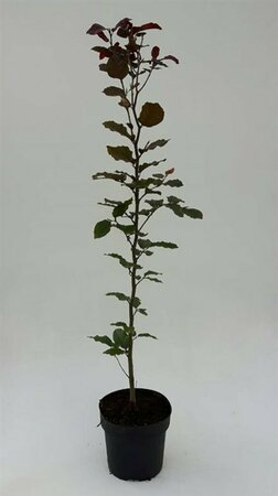 Fagus sylvatica 'Atropunicea' 60/80 C. - afbeelding 8