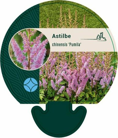 Astilbe chinensis 'Pumila' P9 - afbeelding 2