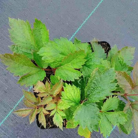 Astilbe chinensis 'Pumila' P9 - afbeelding 3