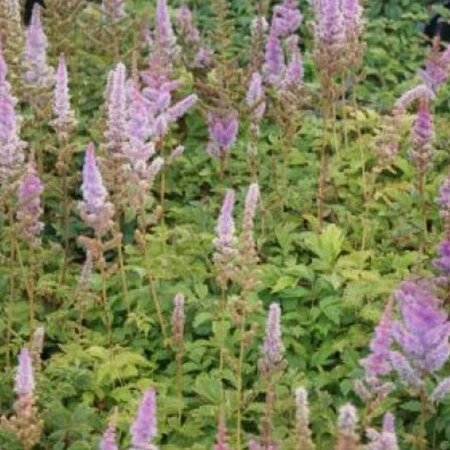 Astilbe chinensis 'Pumila' P9 - afbeelding 4