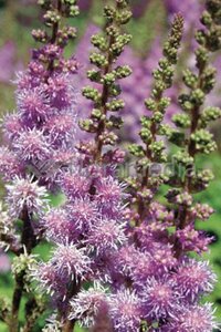 Astilbe chinensis 'Pumila' P9 - afbeelding 5
