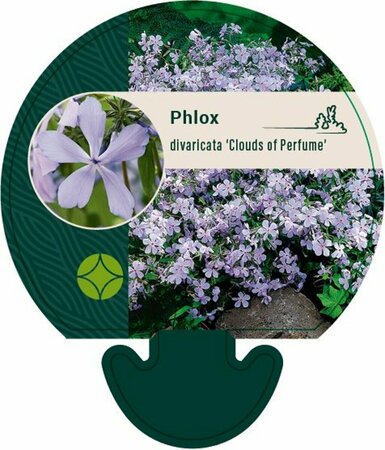 Phlox divaricata 'Clouds of Perfume' P9 - afbeelding 1