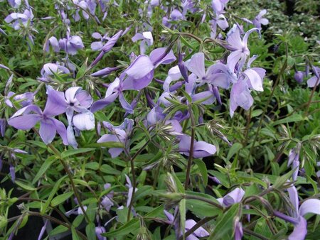 Phlox divaricata 'Clouds of Perfume' P9 - afbeelding 3
