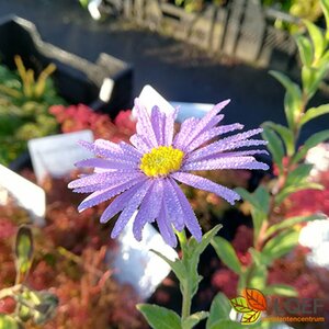 Aster frikartii 'Mönch' P9 - afbeelding 1