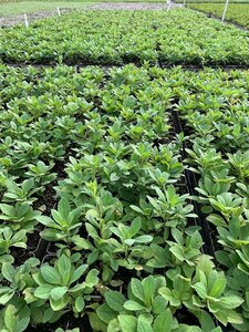 Aster frikartii 'Mönch' P9 - afbeelding 7