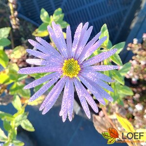 Aster frikartii 'Mönch' P9 - afbeelding 3