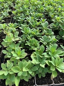 Aster frikartii 'Mönch' P9 - afbeelding 8