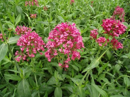 Centranthus ruber 'Coccineus' P9 - afbeelding 3