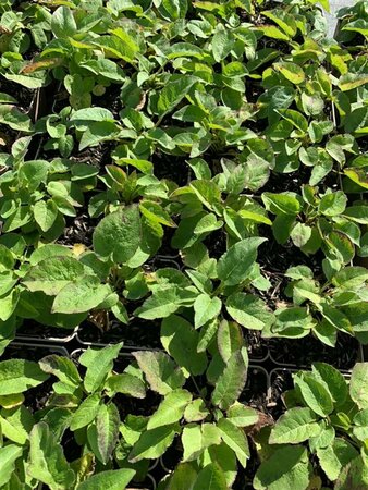 Campanula glomerata 'Superba' P9 - afbeelding 3