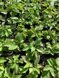 Campanula glomerata 'Superba' P9 - afbeelding 3