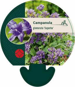Campanula glomerata 'Superba' P9 - afbeelding 1