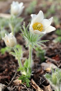 Pulsatilla vulgaris 'Alba' P9 - afbeelding 2