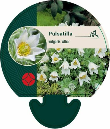 Pulsatilla vulgaris 'Alba' P9 - afbeelding 1