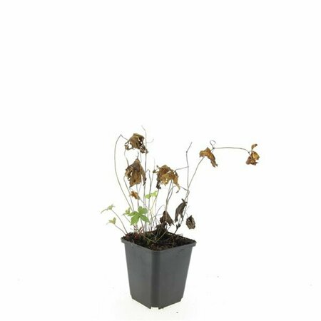 Geranium nodosum P9 - afbeelding 10