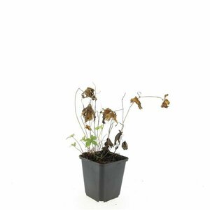 Geranium nodosum P9 - afbeelding 10