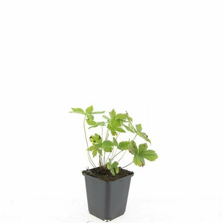 Geranium nodosum P9 - afbeelding 9