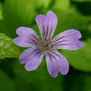 Geranium nodosum P9 - afbeelding 4