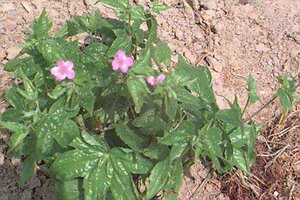 Geranium nodosum P9 - afbeelding 13