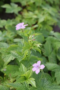 Geranium nodosum P9 - afbeelding 14