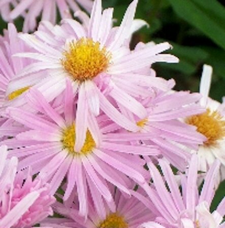 Aster novae-belgii 'Fellowship' P9 - afbeelding 2
