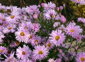 Aster novae-belgii 'Fellowship' P9 - afbeelding 3
