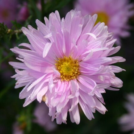 Aster novae-belgii 'Fellowship' P9 - afbeelding 4