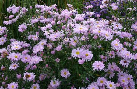 Aster novae-belgii 'Fellowship' P9 - afbeelding 5