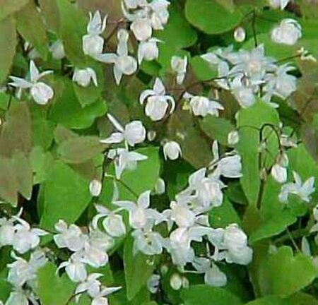 Epimedium youngianum 'Niveum' P9 - afbeelding 2