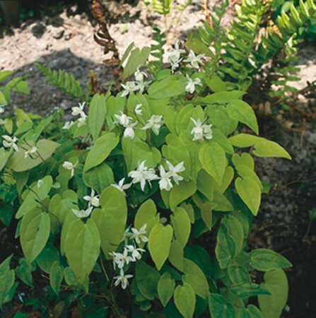 Epimedium youngianum 'Niveum' P9 - afbeelding 3