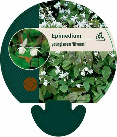 Epimedium youngianum 'Niveum' P9 - afbeelding 1