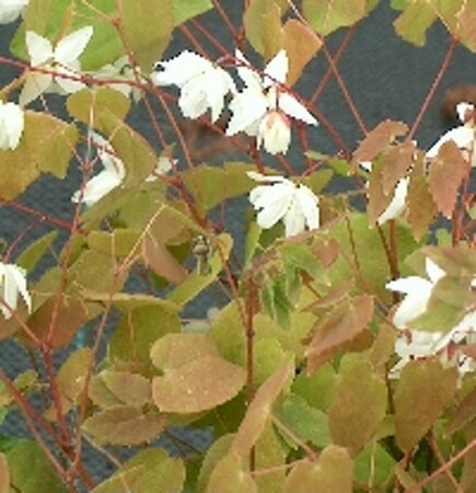 Epimedium youngianum 'Niveum' P9 - afbeelding 4