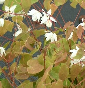 Epimedium youngianum 'Niveum' P9 - afbeelding 4