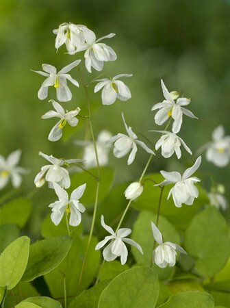 Epimedium youngianum 'Niveum' P9 - afbeelding 5