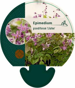 Epimedium grandiflorum 'Lilafee' P9 - afbeelding 1