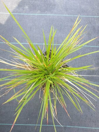 Deschampsia cespitosa 'Goldschleier' P9 - afbeelding 2
