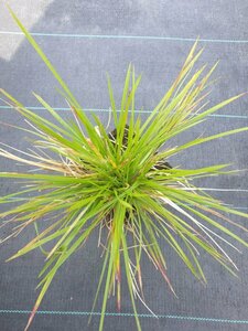 Deschampsia cespitosa 'Goldschleier' P9 - afbeelding 2