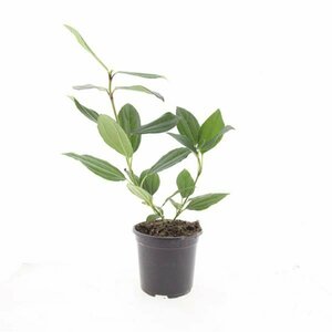 Viburnum davidii 25/30 C. - afbeelding 2