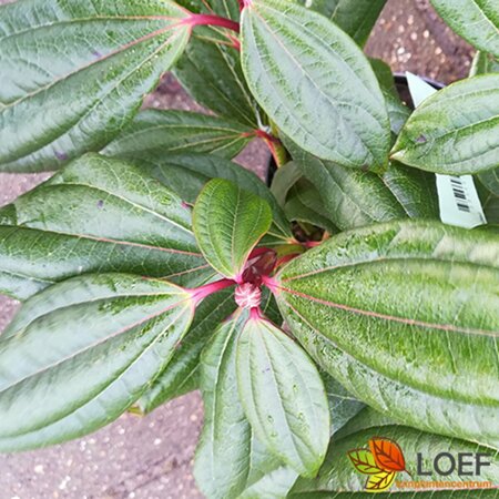 Viburnum davidii 25/30 C. - afbeelding 1