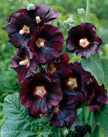 Alcea rosea 'Nigra' P9 - afbeelding 4