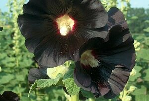 Alcea rosea 'Nigra' P9 - afbeelding 1