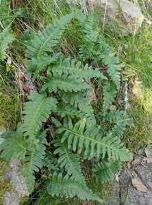 Polypodium vulgare P11 - afbeelding 7