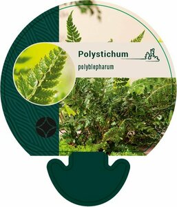 Polystichum polyblepharum P9 - afbeelding 8