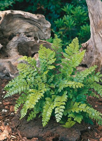 Polystichum polyblepharum P9 - afbeelding 5