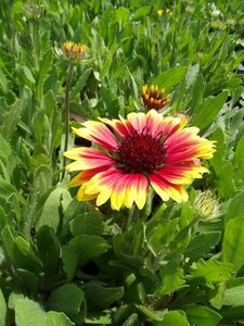 Gaillardia 'Kobold' P9 - afbeelding 3