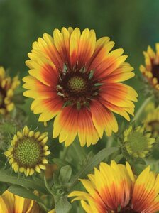 Gaillardia 'Kobold' P9 - afbeelding 4