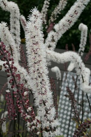 Actaea ramosa 'Atropurpurea' P9 - afbeelding 7