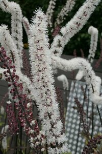 Actaea ramosa 'Atropurpurea' P9 - afbeelding 7