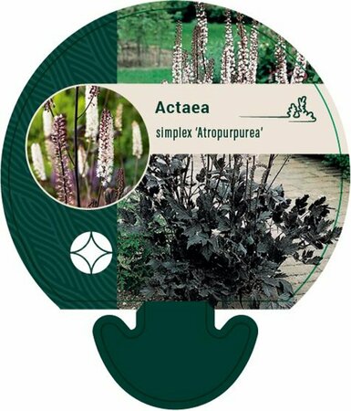 Actaea ramosa 'Atropurpurea' P9 - afbeelding 2